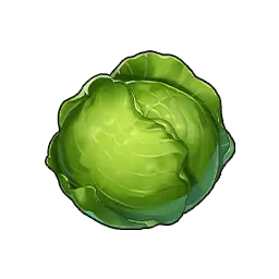 Cabbage
